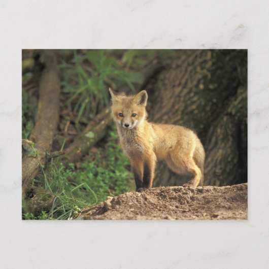Red Fox Jungtier vor den (Vulpes vulpes) Postkarte (Vorderseite)