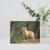 Red Fox Jungtier vor den (Vulpes vulpes) Postkarte (Stehend Vorderseite)
