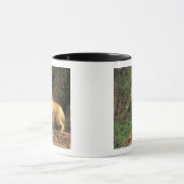 Red Fox Jungtier vor den (Vulpes vulpes) Tasse (Zentrum)