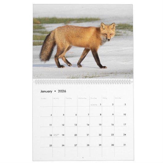 Red Fox-Kalender Kalender (Jan 2026)