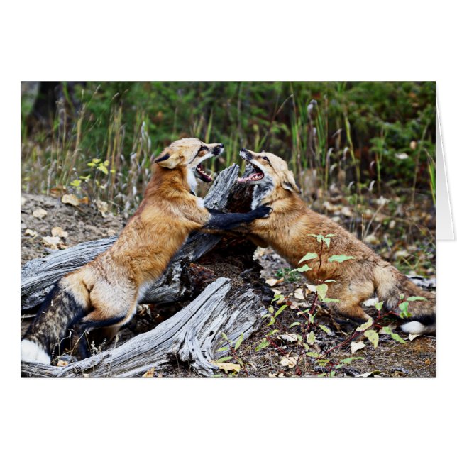 Red Fox - Kampf (Vorderseite (Horizontal))