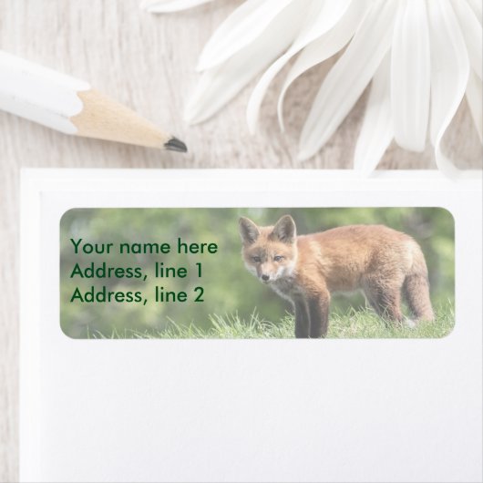 Red Fox Kit (Insitu)