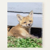 Red Fox Kit 2024 Planer (Rückseite)