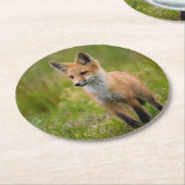 Red Fox Kit auf Graswiese Runder Pappuntersetzer (Angewinkelt)
