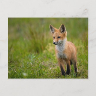 Red Fox Kit für Grasswiese Postkarte