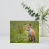 Red Fox Kit für Grasswiese Postkarte (Stehend Vorderseite)