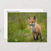 Red Fox Kit für Grasswiese Postkarte (Vorne/Hinten)