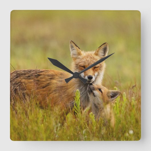 Red Fox Kit für Momma Quadratische Wanduhr (Vorderseite)