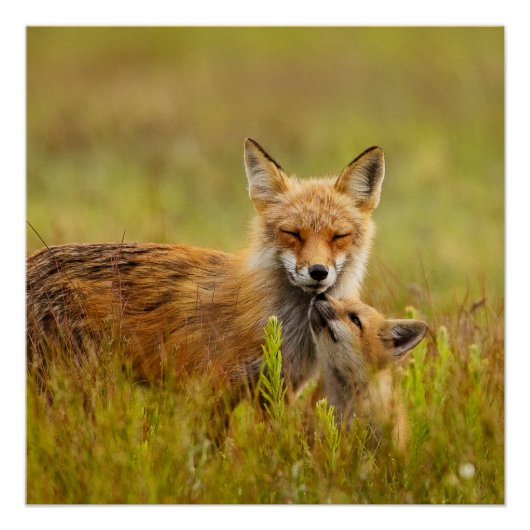 Red Fox Kit für Momma Vixen Poster (Vorderseite)