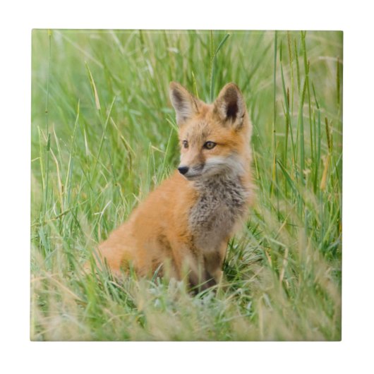 Red Fox Kit im Gras in der Nähe von Garten Fliese (Vorderseite)