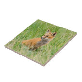 Red Fox Kit im Gras in der Nähe von Garten Fliese (Seite)
