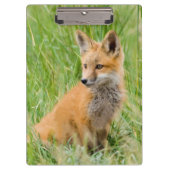 Red Fox Kit im Gras in der Nähe von Garten Klemmbrett (Vorderseite)