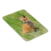 Red Fox Kit im Gras in der Nähe von Garten Magnet (Rechte Seite)