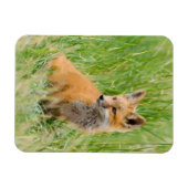 Red Fox Kit im Gras in der Nähe von Garten Magnet (Horizontal)