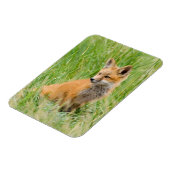 Red Fox Kit im Gras in der Nähe von Garten Magnet (Linke Seite)