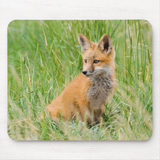 Red Fox Kit im Gras in der Nähe von Garten Mousepad (Vorne)