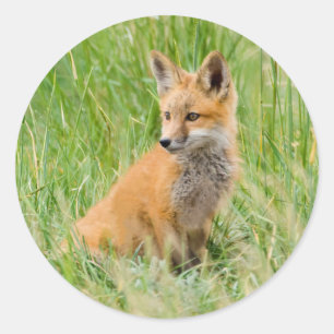 Red Fox Kit im Gras in der Nähe von Garten Runder Aufkleber