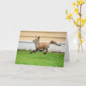 Red Fox Kit im Hudson Tal Karte (Gelbe Blume)