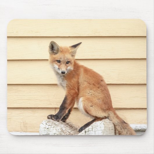 Red Fox Kit im Hudson Tal Mousepad (Vorne)