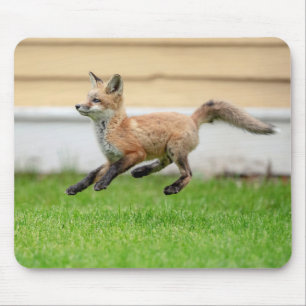Red Fox Kit im Hudson Tal Mousepad