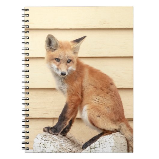 Red Fox Kit im Hudson Tal Notizblock (Vorderseite)