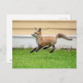 Red Fox Kit im Hudson Tal Postkarte (Vorne/Hinten)