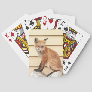 Red Fox Kit im Hudson Tal Spielkarten