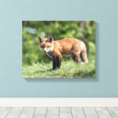 Red Fox Kit Leinwanddruck (Insitu (Holzboden))