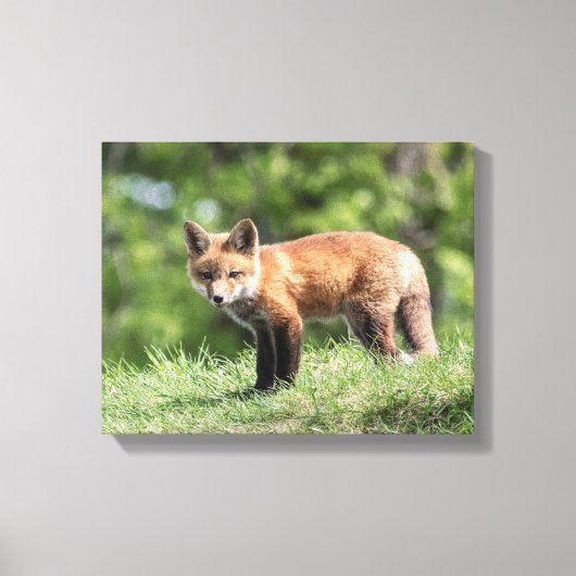 Red Fox Kit Leinwanddruck (Vorderseite)
