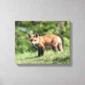 Red Fox Kit Leinwanddruck (Vorderseite)