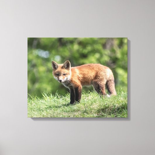 Red Fox Kit Leinwanddruck (Vorderseite)