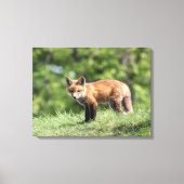 Red Fox Kit Leinwanddruck (Vorderseite)