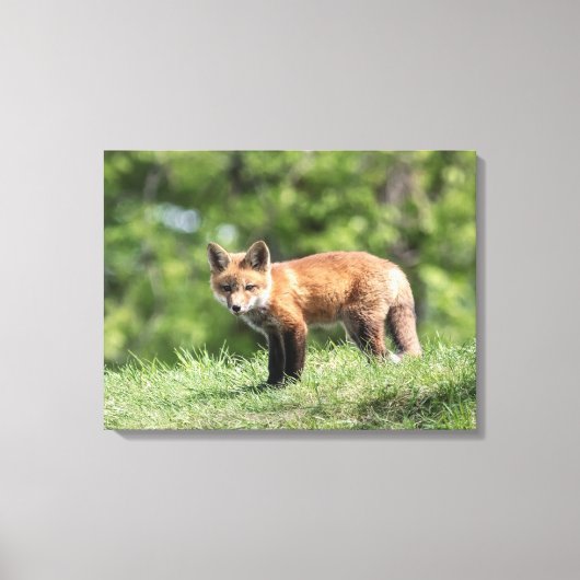 Red Fox Kit Leinwanddruck (Vorderseite)