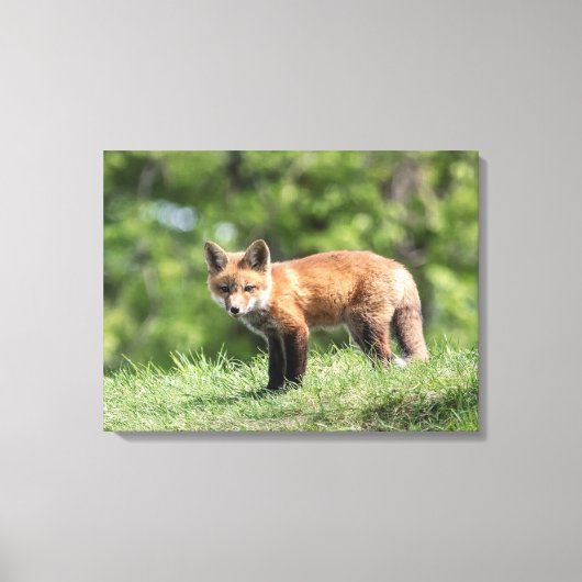 Red Fox Kit Leinwanddruck (Vorderseite)