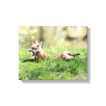 Red Fox Kit