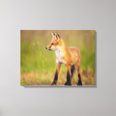 Red Fox Kit Leinwanddruck (Vorderseite)