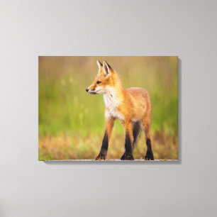 Red Fox Kit Leinwanddruck