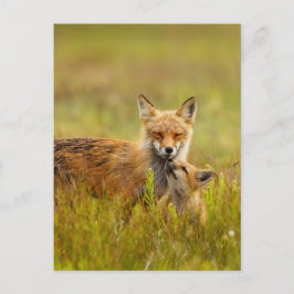 Red Fox Kit mit der Momma Post Card Postkarte