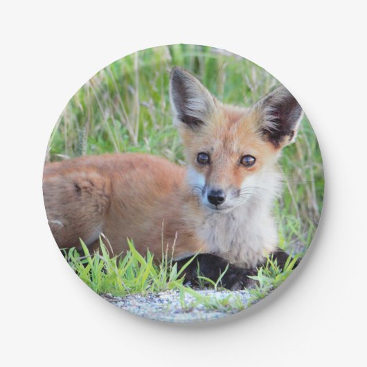 Red Fox Kit Pappteller (Vorderseite)
