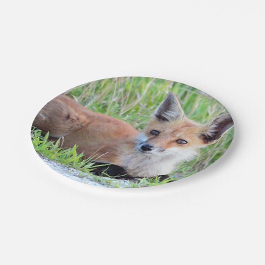 Red Fox Kit Pappteller (Schrägansicht)