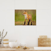 Red Fox Kit Poster (Küche)