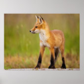Red Fox Kit Poster (Vorne)
