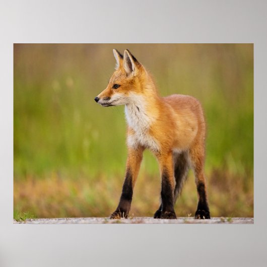 Red Fox Kit Poster (Vorne)
