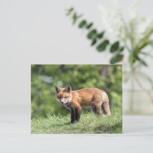 Red Fox Kit Postkarte (Stehend Vorderseite)
