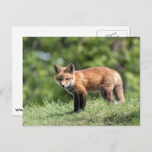 Red Fox Kit Postkarte (Vorne/Hinten)