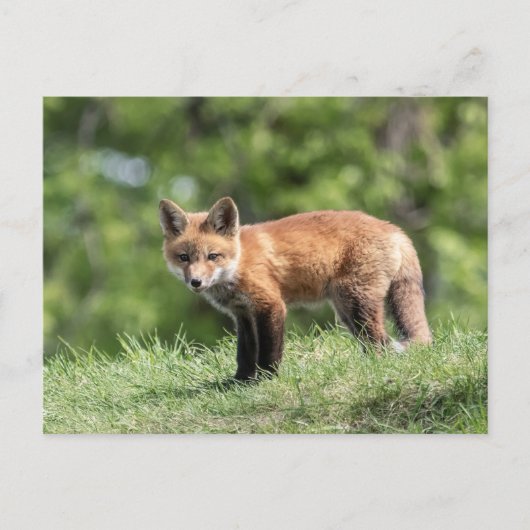 Red Fox Kit Postkarte (Vorderseite)
