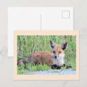 Red Fox Kit Postkarte (Vorne/Hinten)