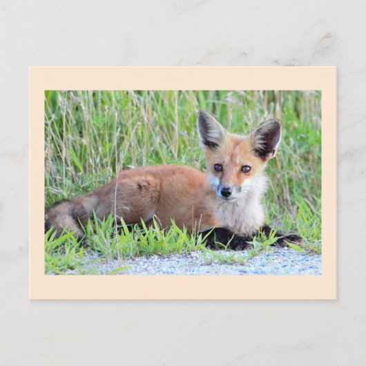 Red Fox Kit Postkarte (Vorderseite)