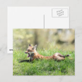 Red Fox Kit Postkarte (Vorne/Hinten)