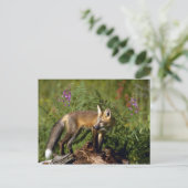 Red Fox Kit Postkarte (Stehend Vorderseite)